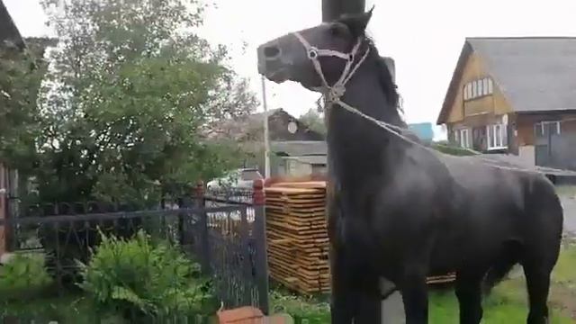 Продажа лошадей Талица смотреть онлайн