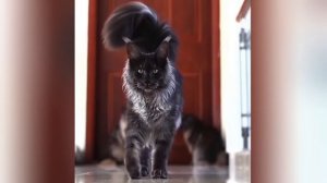 Забавные животные№79