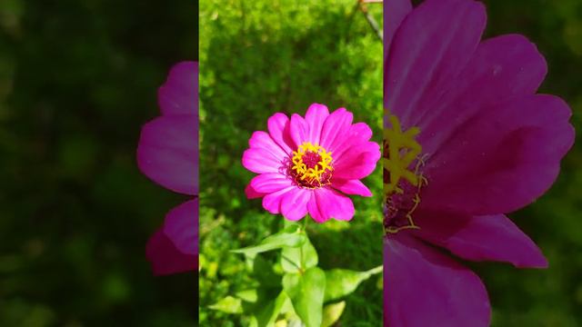 Amazing Pink Colour Flower