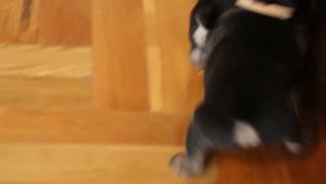 Щенки Бордер Терьера в Москве. Border Terrier Puppies in Moscow