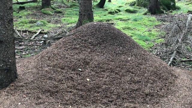 Il formicaio in pecceta [VIDEO EXTRA] смотреть онлайн