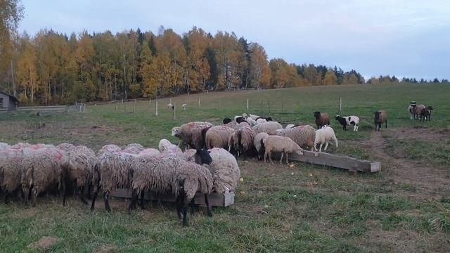 Протеин 18%, комбикорм на заказ-овцы довольны #семейнаяферма #фермерроман #дорпер #помесьдорпер