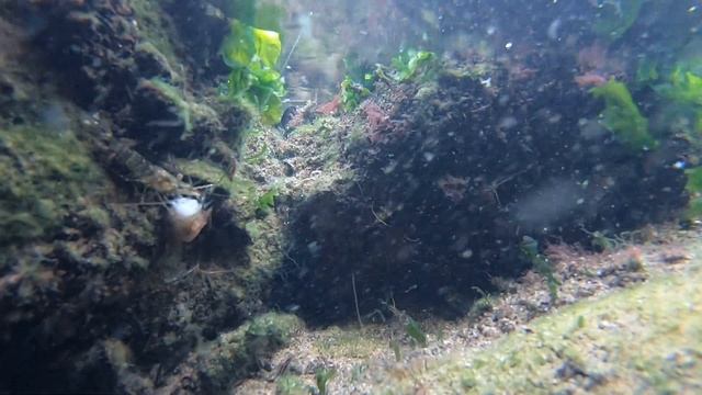 Подводный мир Черного Моря. Креветки. Крабы. Рыбы. Подводная съемка. Рыбалка на море. Красота. смотреть онлайн