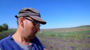 Посадка смородины весной. Моя цель-6000 кустов.