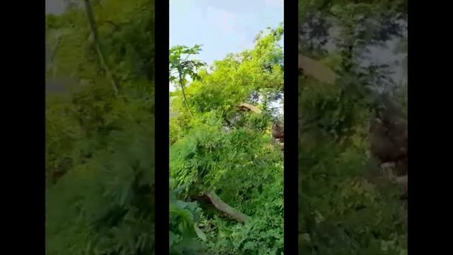 Tamarindus indica ? (kaiyan) tree cutting in Bhubaneswar #odisha смотреть онлайн
