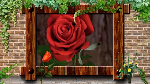 Самые красивые розы для САМОЙ КРАСИВОЙ! смотреть онлайн