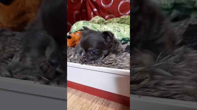 Продаю щенков чихуахуа с документами РКФ смотреть онлайн