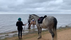 Купание лошадей в Финском заливе