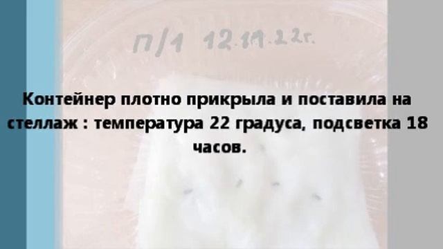Пеларгония плющелистная из семян.