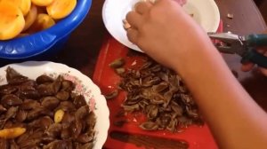 Как расколоть косточку абрикоса.