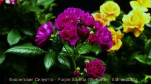 Как распускается роза Перпл Силуетте - Purple Siluetta (W. Kordes' Söhne 2021)