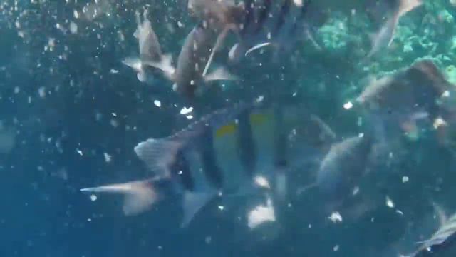 Шарм-эль-шейх. Smotra Чернигов смотреть онлайн