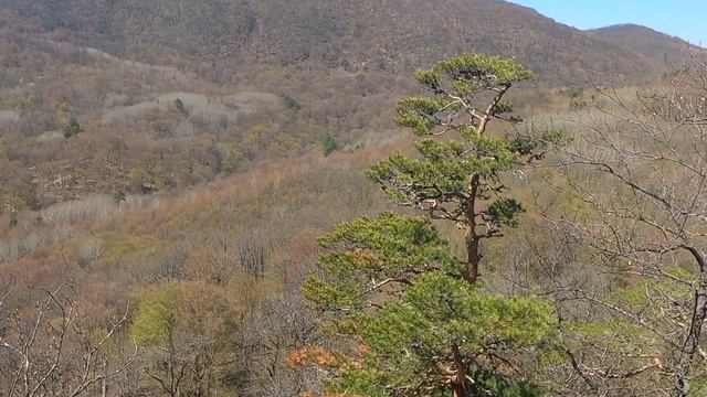 СОБИРАЮ ГРИБЫ, КРАСНЫЕ СКАЛЫ, СЕЗОН СМОРЧКОВ