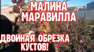 Двойная обрезка, малины маравилла