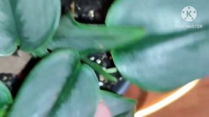 Сциндапсусы после пересадки