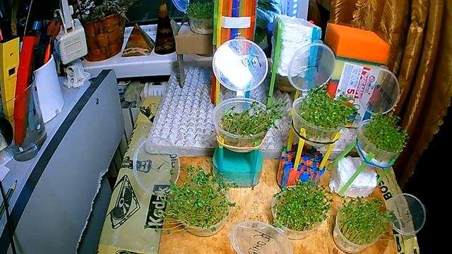 Плазменная Вода . Эффект Полостных Структур , Пирамидальный Коврик , Весеннее равноденствие . смотреть онлайн