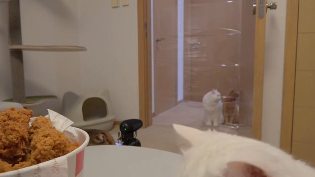 Cats vs Invisible Wall (ft. Chicken) | Kittisaurus смотреть онлайн