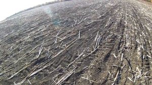 КУРОПАТКИ УТКИ (одни сюрпризы).mp4