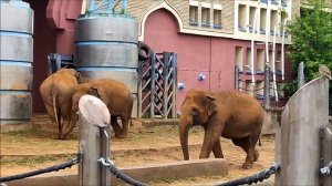 Московский зоопарк 2022. Азиатские слоны.