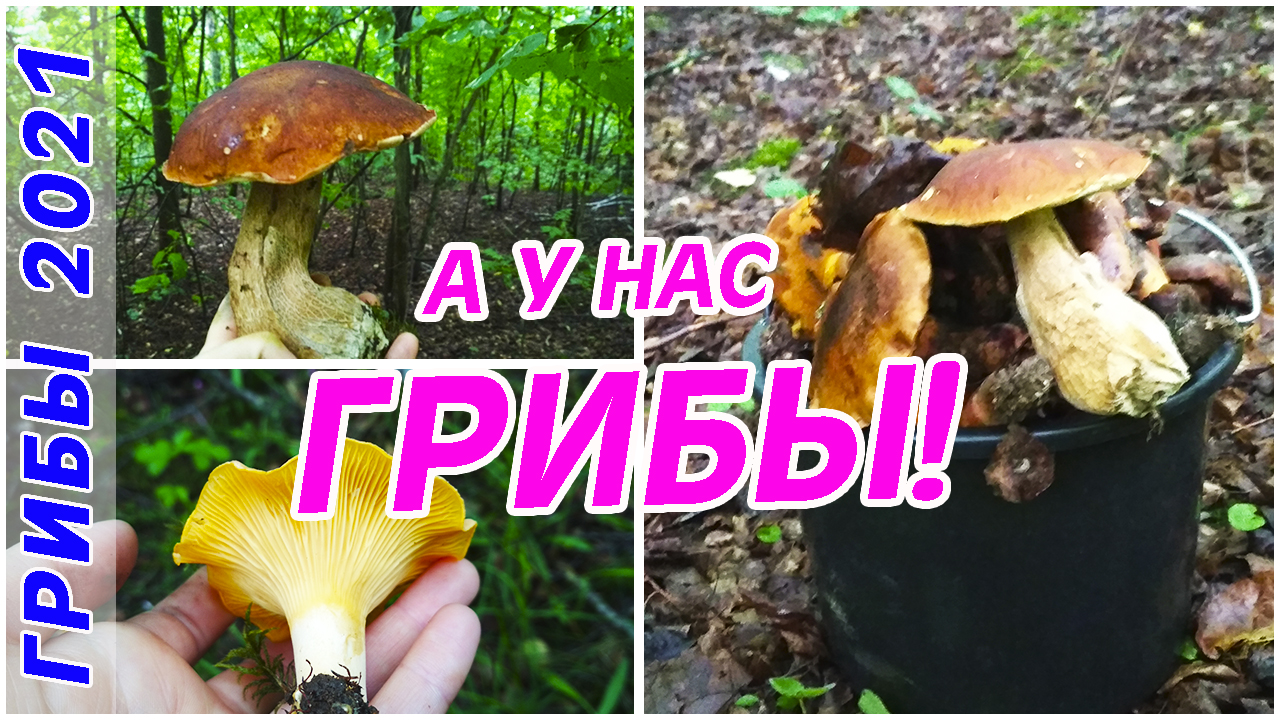 Задача маша собирала грибы лисичек маша собрала