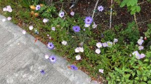 Catananche caerulea “Amor Blue”