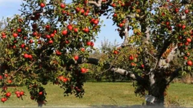 Почему дерево яблони не плодоносит