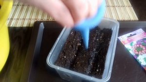 Причины плохой всхожести вербены. Посев вербены. Уход за сеянцами