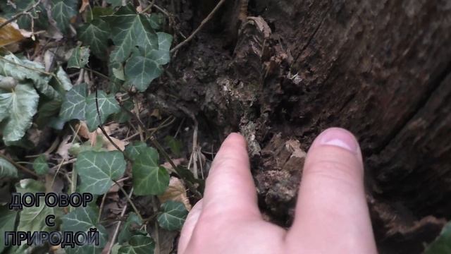 ОБНАРУЖИЛИ мою грибную ЗАКЛАДКУ.Fistulina hepatica.Грибной архив.Сезон 2019.