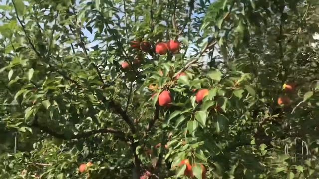 Груши в Подмосковье #груши #грушиподмосковья #урожай #сад #садсвоимируками