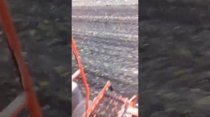 Уборка сахарной свеклы 25 декабря 2016 г.