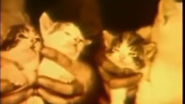 Исследования кошек Поттенджера. Натуральное питание. Кошки и сыроедение.(русский перевод)