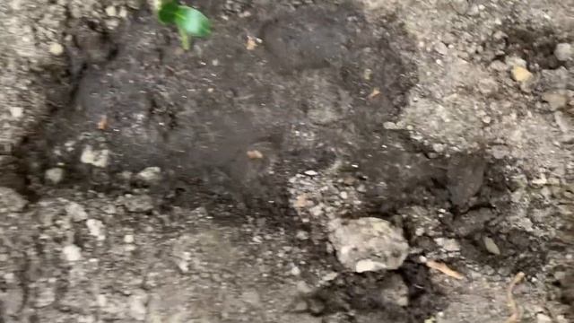 Сад и огород. Теплица. Сладкий перец семена на рассаду. Огурцы. смотреть онлайн