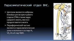 6. Вегетативная нервная система.