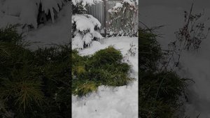 Можжевельники и туи, укрываю на зиму взрослые кусты🌸🌸🌸