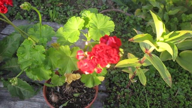 Геранька уехала домой в сентябре. Новосибирск. смотреть онлайн