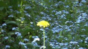 Азнавур.  Вечная любовь