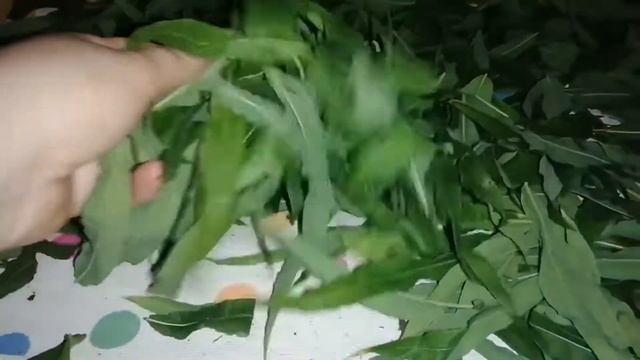 Травы для шиншилл.Заготовки. смотреть онлайн