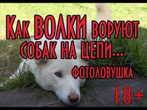 Как волки воруют собак на цепи. Фотоловушка. 18+