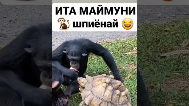 юмр смех приколи