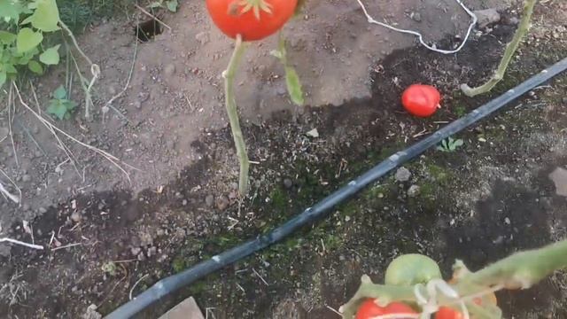 Какое БЫЧЬЕ СЕРДЦЕ выбрать? Выбирайте СЕРДЦЕ МОРДОВИИ не ошибётесь! смотреть онлайн