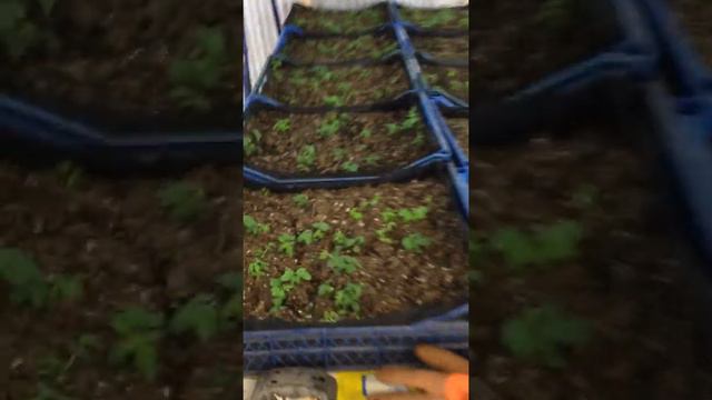 Обзор всходов и укоренённых саженцев Ежевики,Малины на 15.01.2021 год) смотреть онлайн