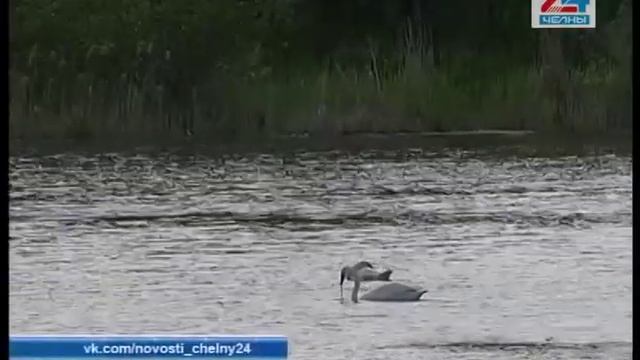 Техника на лебяжьем озере смотреть онлайн