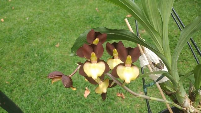 FLORAÇÃO CATASETUM TENEBROSUM смотреть онлайн