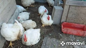 Кормление бройлеров. Как расчитать процент протеина в зерносмеси и мешанке и как его увеличить.