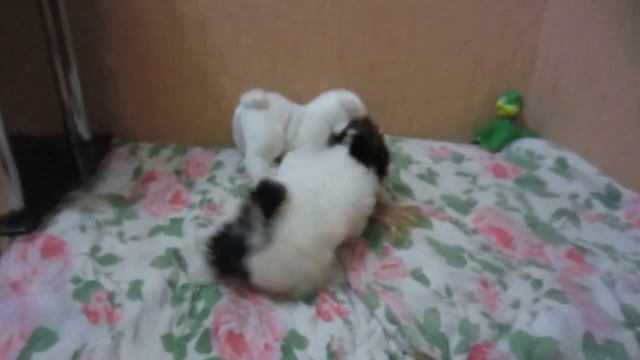 ЩЕНКИ БИВЕР ЙОРК. 10.06.15. смотреть онлайн