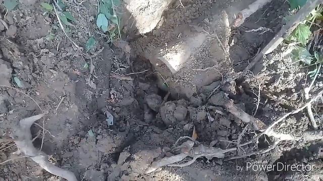 Самый тяжелый металлокоп в этом году.