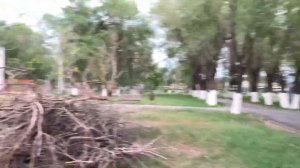 Пилят живые деревья ??? Город Уштобе