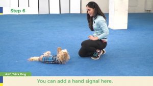 Teach Your Dog How to Play Dead - AKC Trick Dog