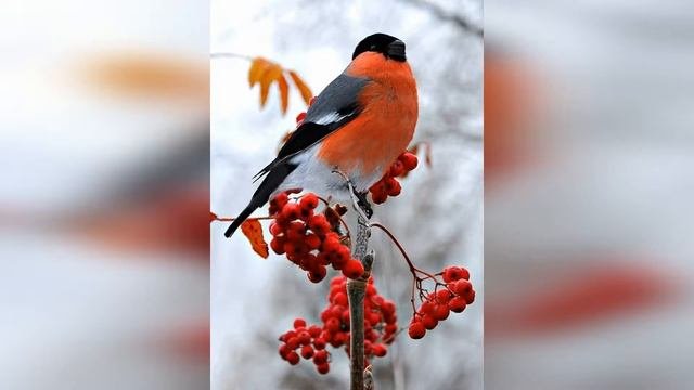 Как украсить сад зимой