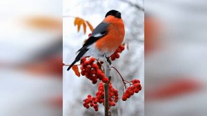 Как украсить сад зимой